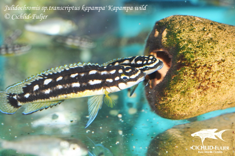 Julidochromis sp. 'ornatus kapampa' Kapampa